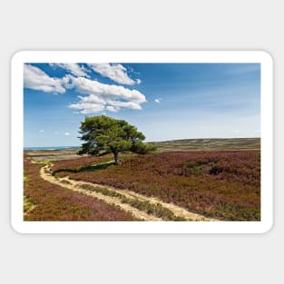 Lone Pine - Burnhope Moor Sticker